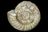 Stephanoceras Ammonite - Kirchberg, Switzerland #108788-1